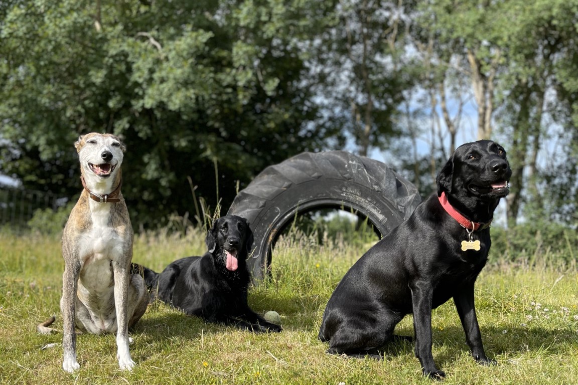 Happy dogs at Brumley Brae pet care near Elgin, Moray